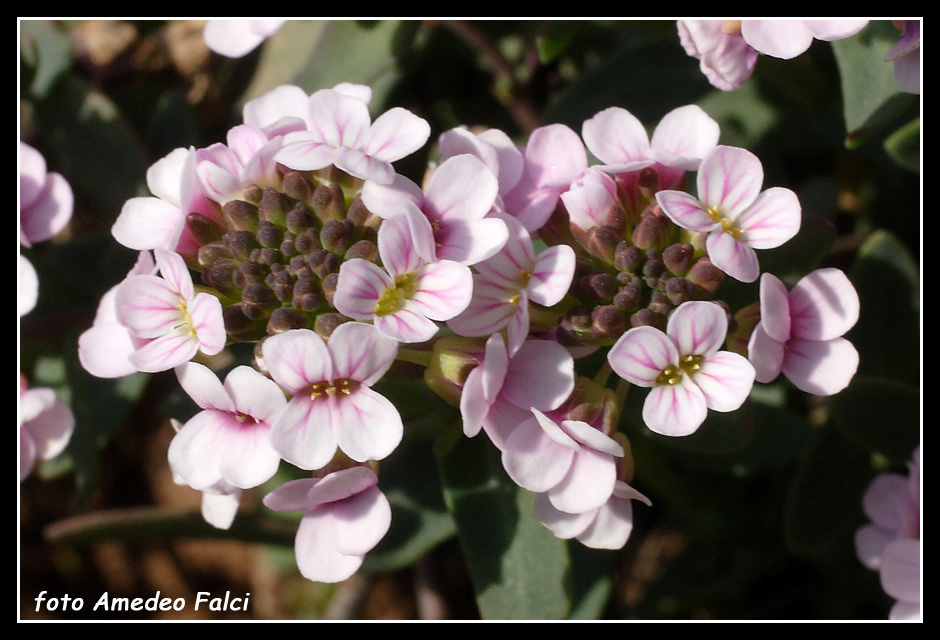Aethionema saxatile / Erba storna carnicina